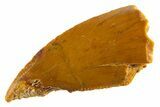 Serrated Raptor Tooth - Real Dinosaur Tooth #332452-1